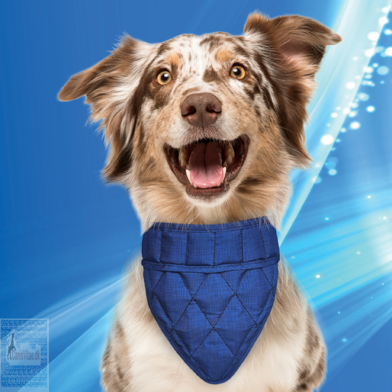 Aqua Coolkeeper Pet bandana. blå - fra