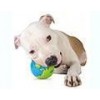Planet Dog Orbee-Tuff orbee ball, L
