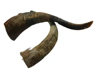 Gedehorn, 5 stk - Naturlige Snacks, LAM & GED