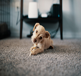photo-of-puppy-lying-on-carpet-1750378